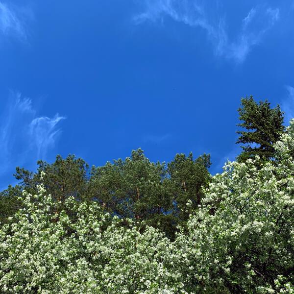 Elements of Dust, Neriberry - Sanyam