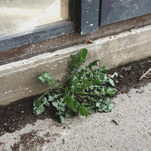 Norman - Сорняк