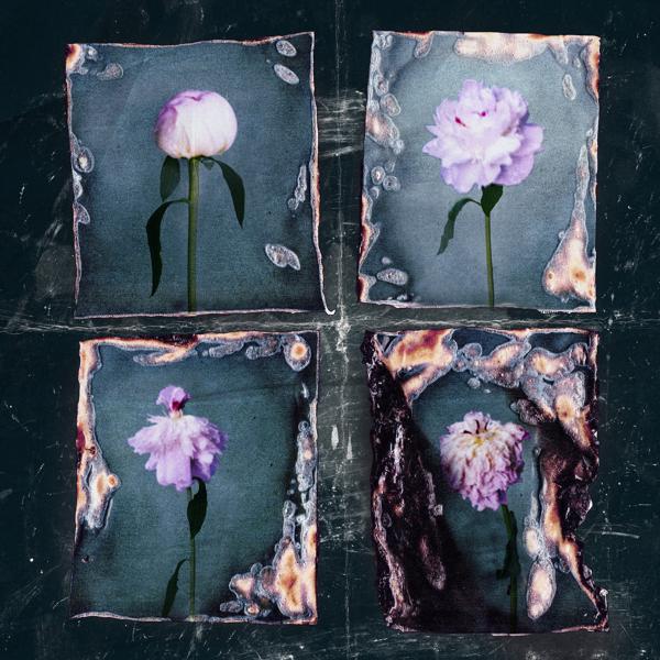 The Settlers - Цветок