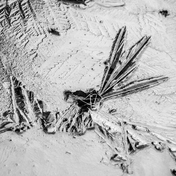 Jacob Groening, Kyrill, Redford - Macaco