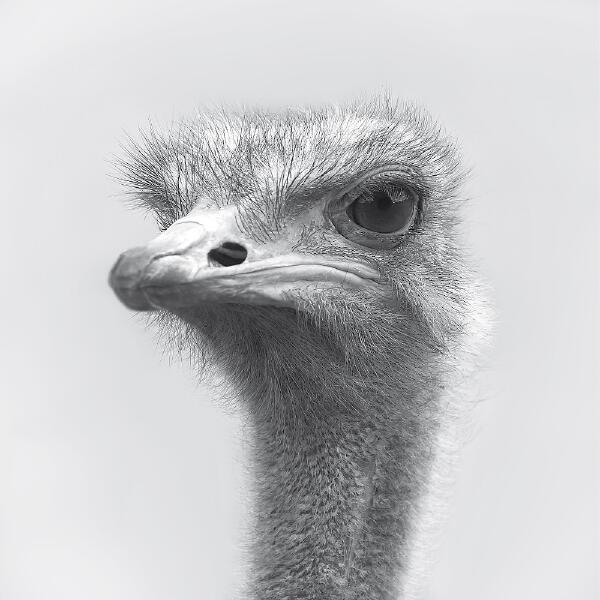 Dole, Kom - Quetschkommode (Mollono.Bass Remix)